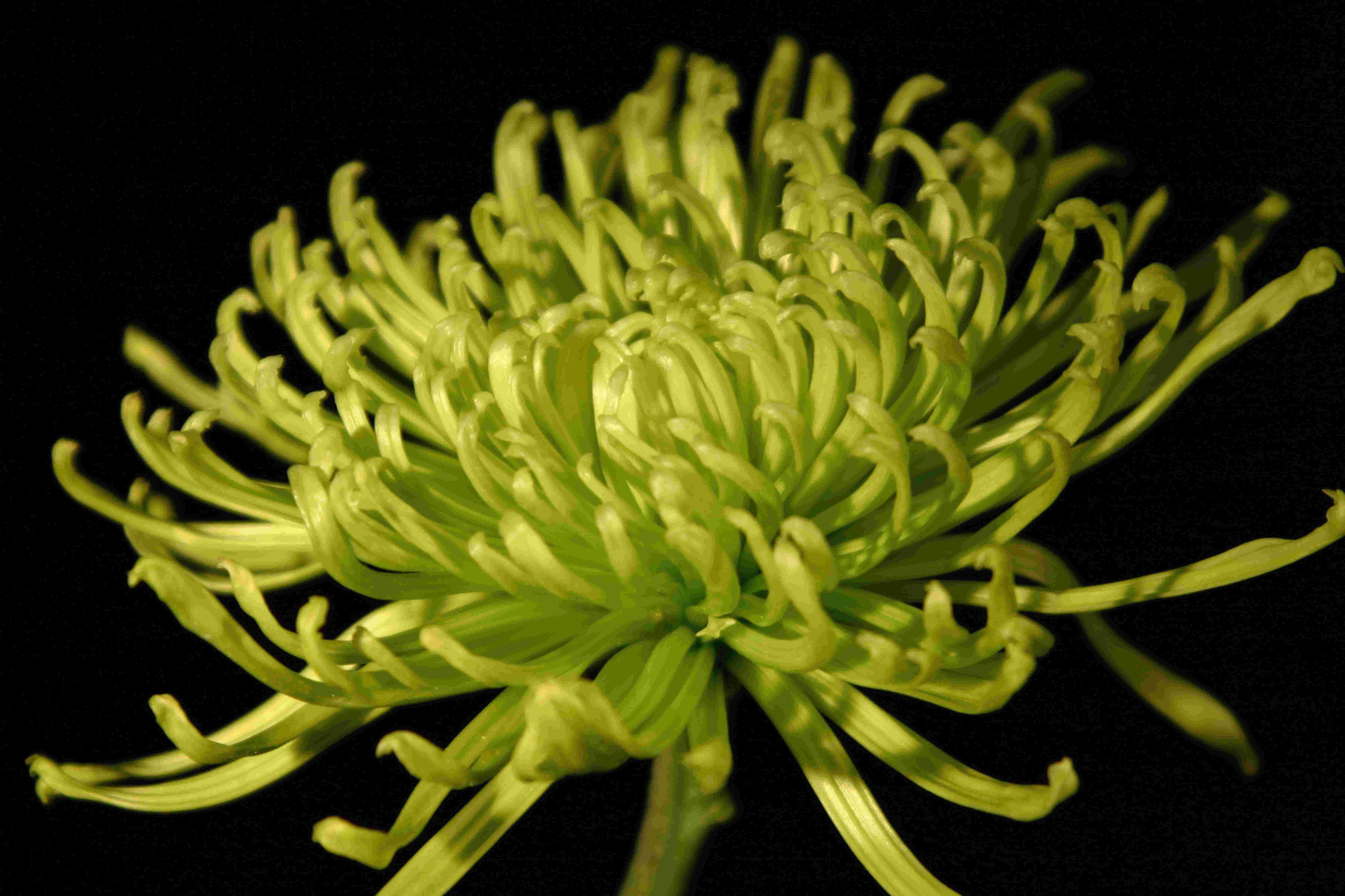 Latitude Run® Fuji Mum II | Wayfair